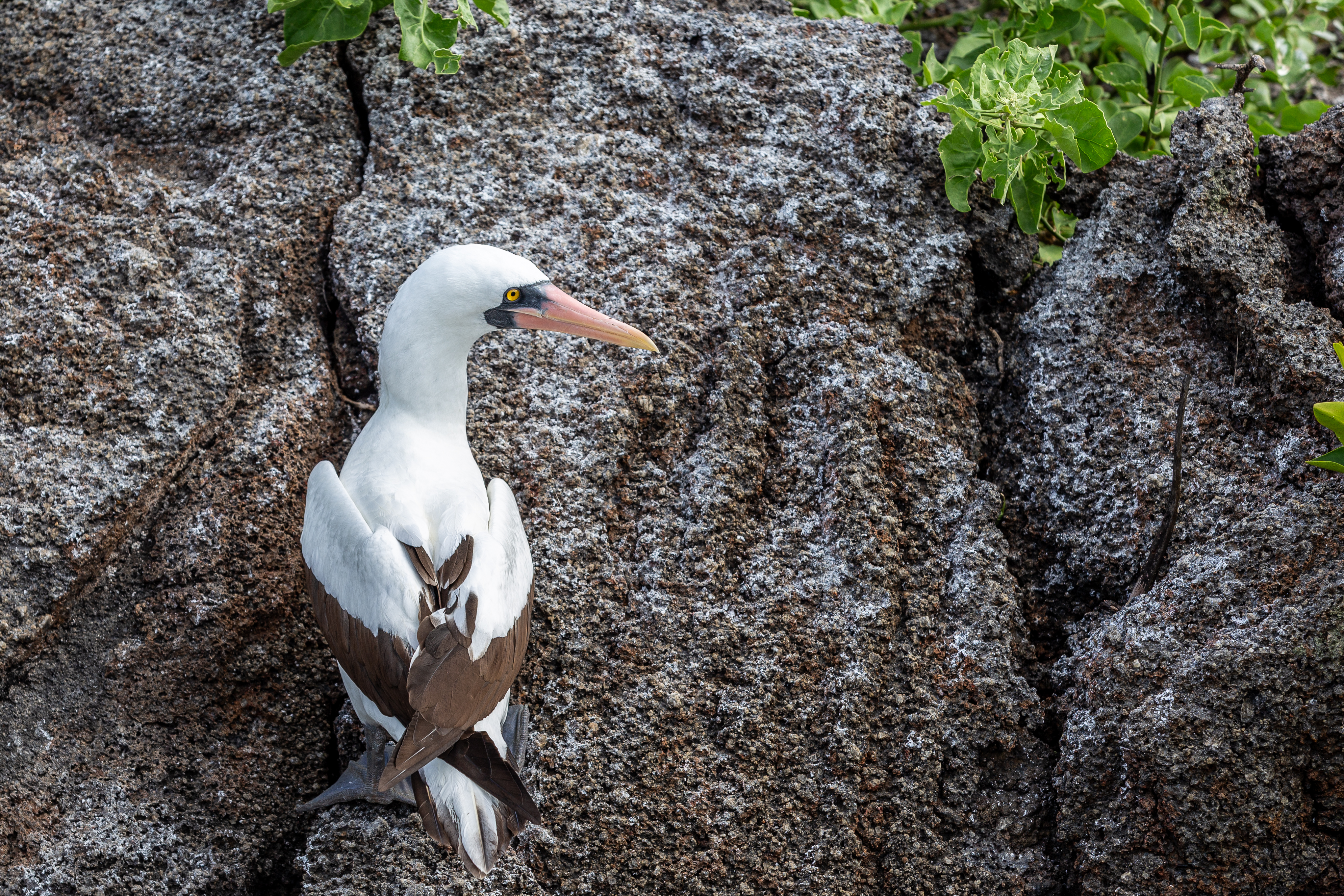 Nazca booby with white plumage and an orange bill clinging to a rock face